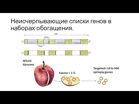 Неисчерпывающие списки генов в наборах обогащения.