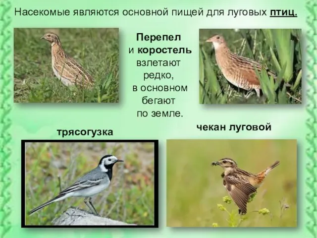 Насекомые являются основной пищей для луговых птиц. Перепел и коростель взлетают