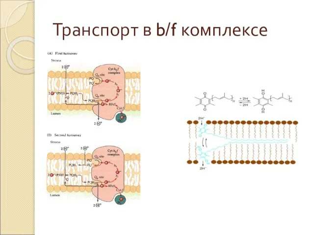 Транспорт в b/f комплексе