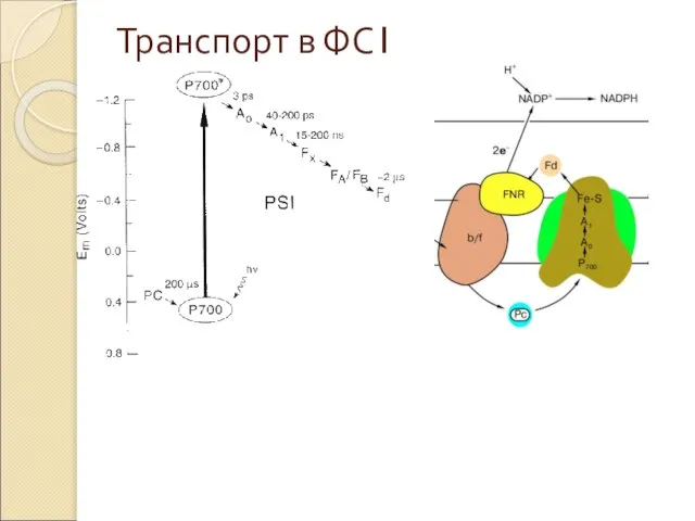 Транспорт в ФС1