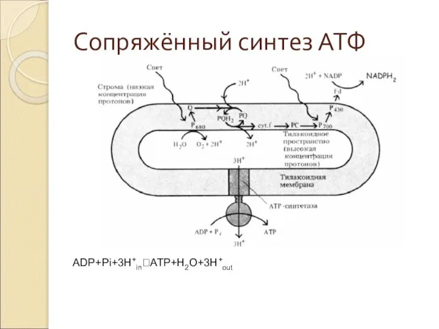 Сопряжённый синтез АТФ ADP+Pi+3H+in?ATP+H2O+3H+out