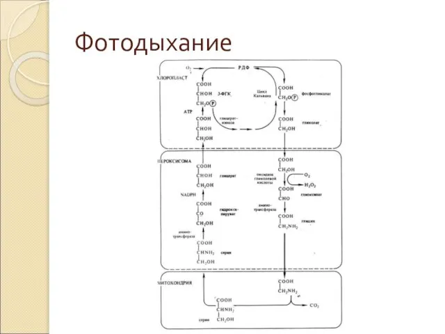 Фотодыхание