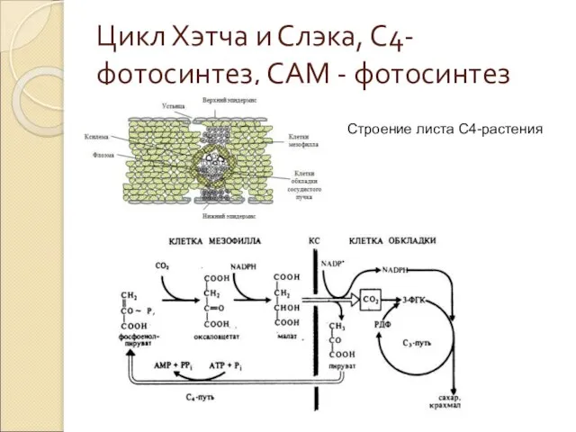 Цикл Хэтча и Слэка, С4-фотосинтез, САМ - фотосинтез Строение листа С4-растения