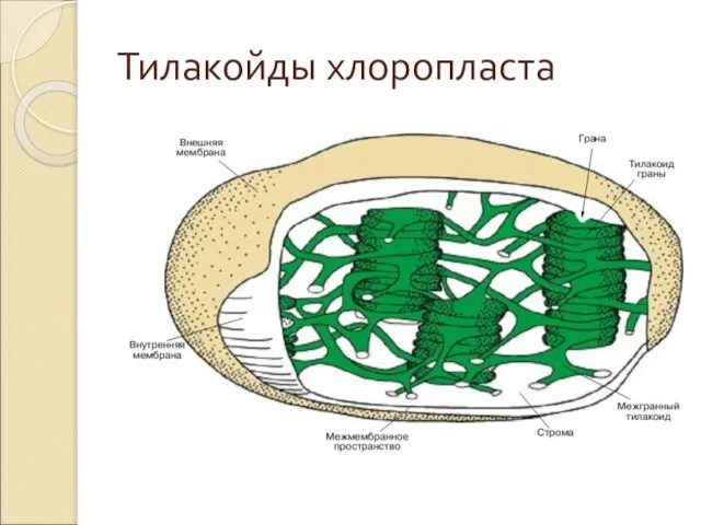 Тилакойды хлоропласта