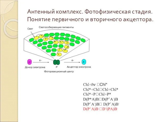 Антенный комплекс. Фотофизическая стадия. Понятие первичного и вторичного акцептора. Chl+hν ?Chl*