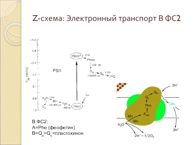 Z-схема: Электронный транспорт В ФС2 В ФС2: A=Phe (феофетин) B=Qa=Qb=пластохинон