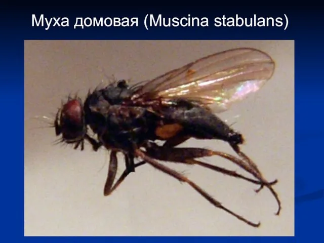 Муха домовая (Muscina stabulans)