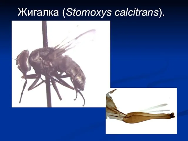 Жигалка (Stomoxys calcitrans).