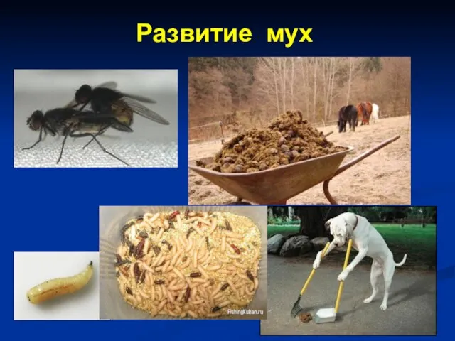 Развитие мух