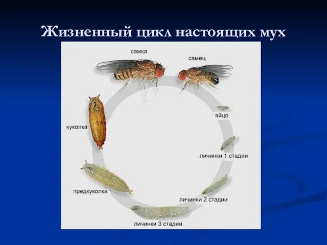 Жизненный цикл настоящих мух