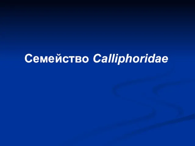Семейство Calliphoridae