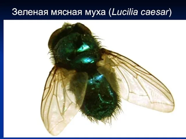 Зеленая мясная муха (Lucilia caesar)