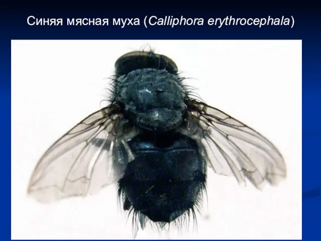 Синяя мясная муха (Calliphora erythrocephala)