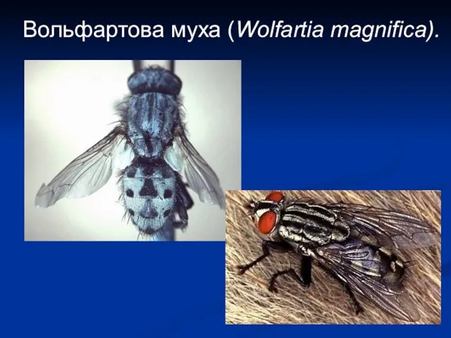 Вольфартова муха (Wolfartia magnifica).