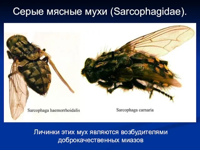 Серые мясные мухи (Sarcophagidae). Личинки этих мух являются возбудителями доброкачественных миазов