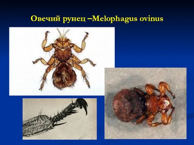 Овечий рунец –Melophagus ovinus