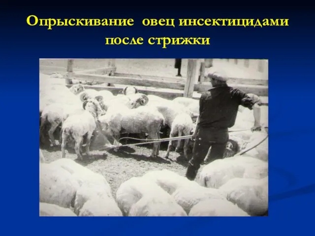 Опрыскивание овец инсектицидами после стрижки