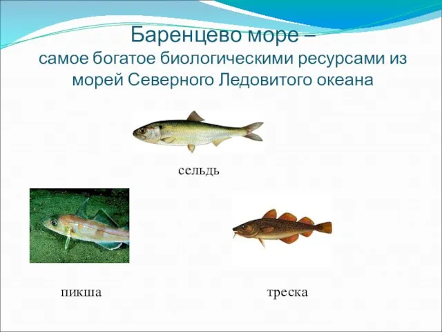 Баренцево море – самое богатое биологическими ресурсами из морей Северного Ледовитого океана треска сельдь пикша