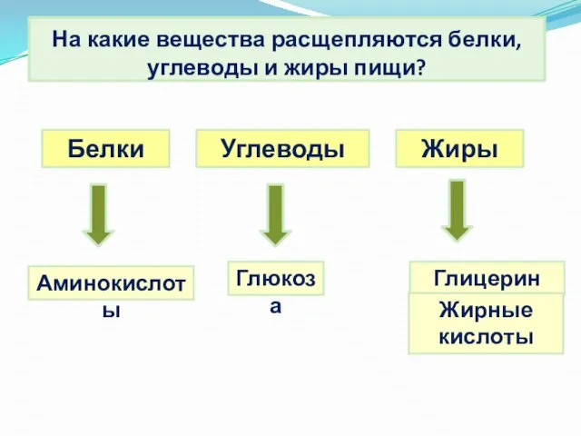 На какие вещества расщепляются белки, углеводы и жиры пищи? Жиры Углеводы