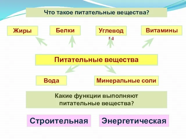 Что такое питательные вещества? Какие функции выполняют питательные вещества? Питательные вещества