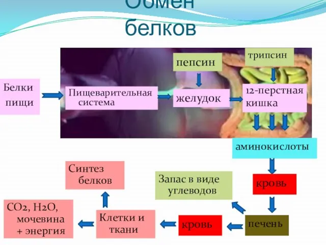 Обмен белков Белки пищи пепсин 12-перстная кишка желудок Пищеварительная система трипсин