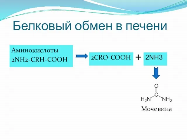 Белковый обмен в печени Мочевина Аминокислоты 2NH2-CRH-COOH 2CRO-COOH 2NH3 +