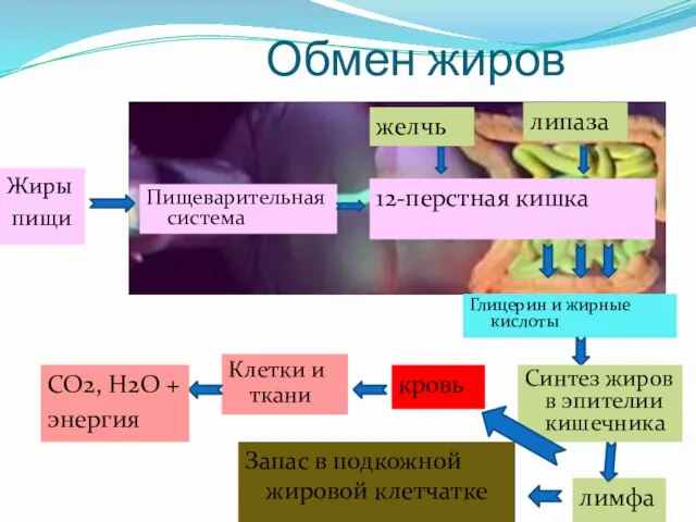 Обмен жиров Жиры пищи 12-перстная кишка Пищеварительная система липаза Глицерин и