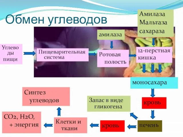 Обмен углеводов Углеводы пищи амилаза 12-перстная кишка Ротовая полость Пищеварительная система