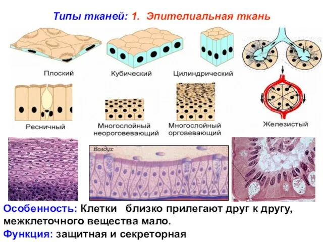 Типы тканей: 1. Эпителиальная ткань Особенность: Клетки близко прилегают друг к
