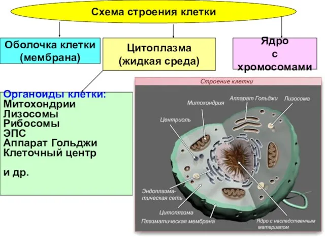 Схема строения клетки Ядро с хромосомами Цитоплазма (жидкая среда) Оболочка клетки