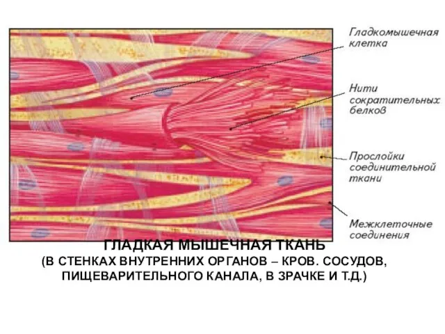ГЛАДКАЯ МЫШЕЧНАЯ ТКАНЬ (В СТЕНКАХ ВНУТРЕННИХ ОРГАНОВ – КРОВ. СОСУДОВ, ПИЩЕВАРИТЕЛЬНОГО КАНАЛА, В ЗРАЧКЕ И Т.Д.)