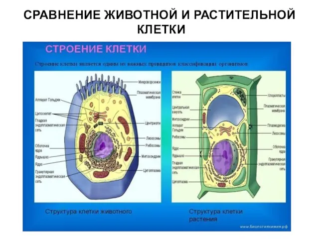 СРАВНЕНИЕ ЖИВОТНОЙ И РАСТИТЕЛЬНОЙ КЛЕТКИ