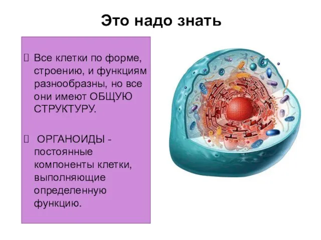 Все клетки по форме, строению, и функциям разнообразны, но все они