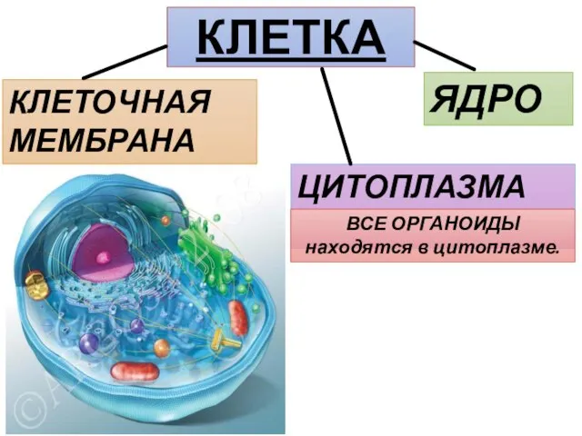 КЛЕТКА КЛЕТОЧНАЯ МЕМБРАНА ЯДРО ЦИТОПЛАЗМА ВСЕ ОРГАНОИДЫ находятся в цитоплазме.