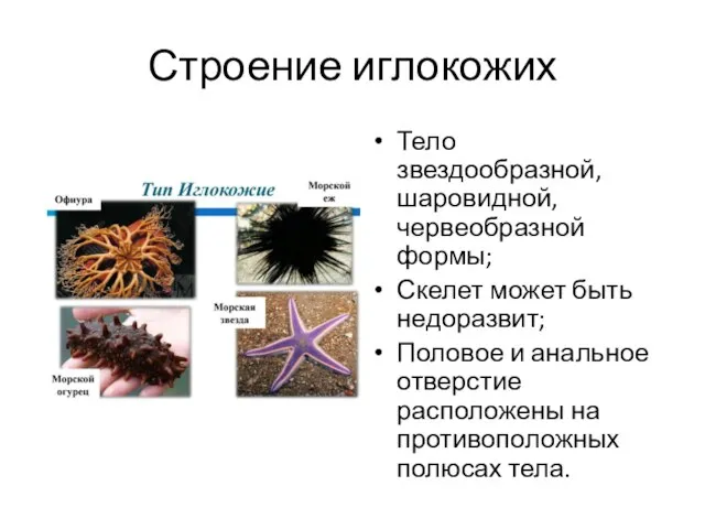 Строение иглокожих Тело звездообразной, шаровидной, червеобразной формы; Скелет может быть недоразвит;