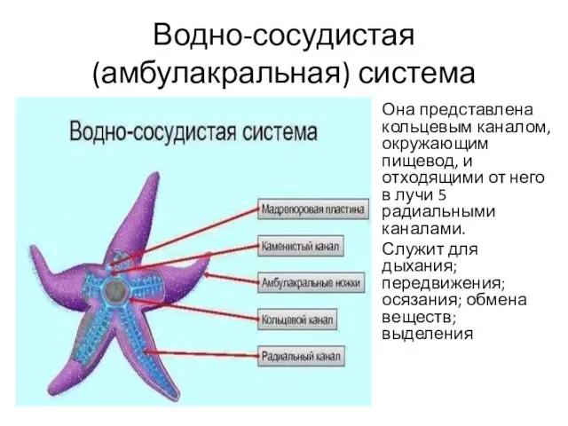 Водно-сосудистая (амбулакральная) система Она представлена кольцевым каналом, окружающим пищевод, и отходящими