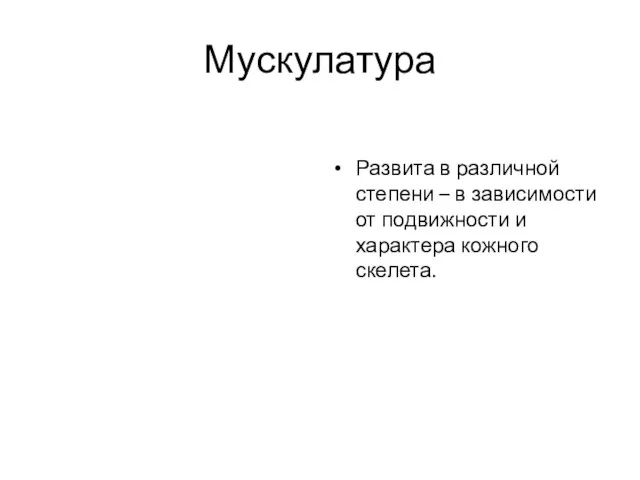 Мускулатура Развита в различной степени – в зависимости от подвижности и характера кожного скелета.