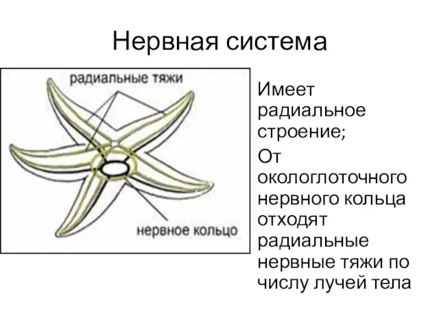 Нервная система Имеет радиальное строение; От окологлоточного нервного кольца отходят радиальные