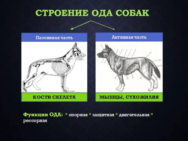 СТРОЕНИЕ ОДА СОБАК Пассивная часть Активная часть КОСТИ СКЕЛЕТА МЫШЦЫ, СУХОЖИЛИЯ