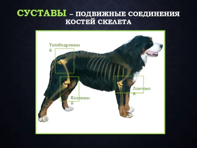 СУСТАВЫ – ПОДВИЖНЫЕ СОЕДИНЕНИЯ КОСТЕЙ СКЕЛЕТА Тазобедренный Коленный Локтевой