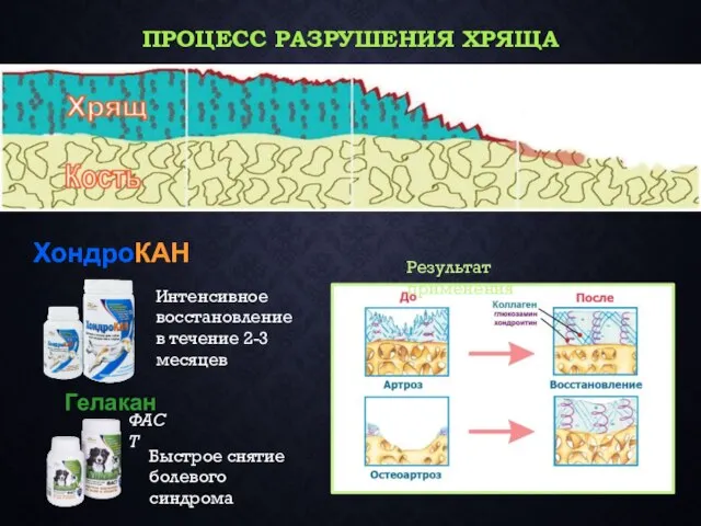 ПРОЦЕСС РАЗРУШЕНИЯ ХРЯЩА ХондроКАН Интенсивное восстановление в течение 2-3 месяцев Быстрое