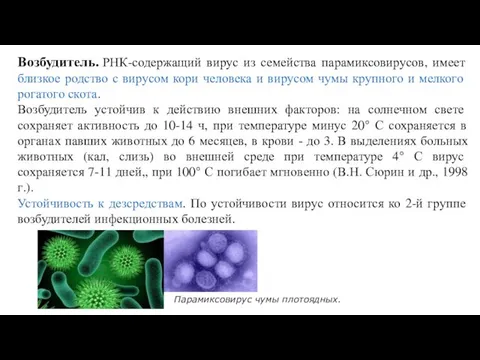 Возбудитель. РНК-содержащий вирус из семейства парамиксовирусов, имеет близкое родство с вирусом