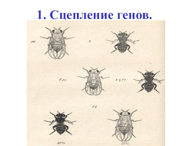 1. Сцепление генов.