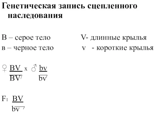 Генетическая запись сцепленного наследования В – серое тело V- длинные крылья