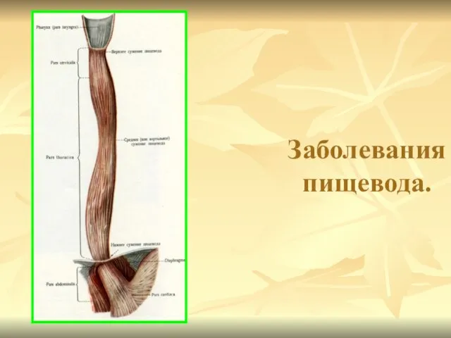 Заболевания пищевода.