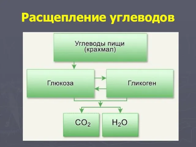 Расщепление углеводов