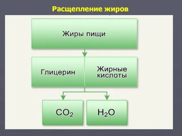 Расщепление жиров