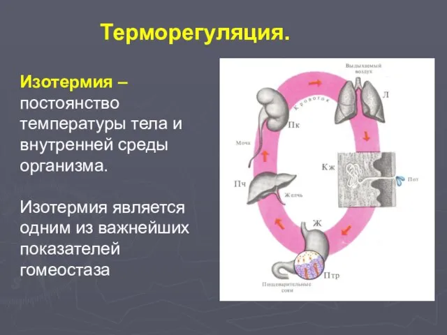 Терморегуляция. Изотермия – постоянство температуры тела и внутренней среды организма. Изотермия