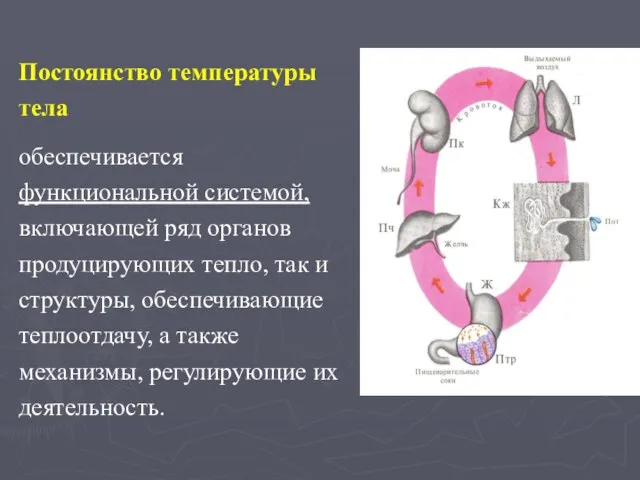 Постоянство температуры тела обеспечивается функциональной системой, включающей ряд органов продуцирующих тепло,