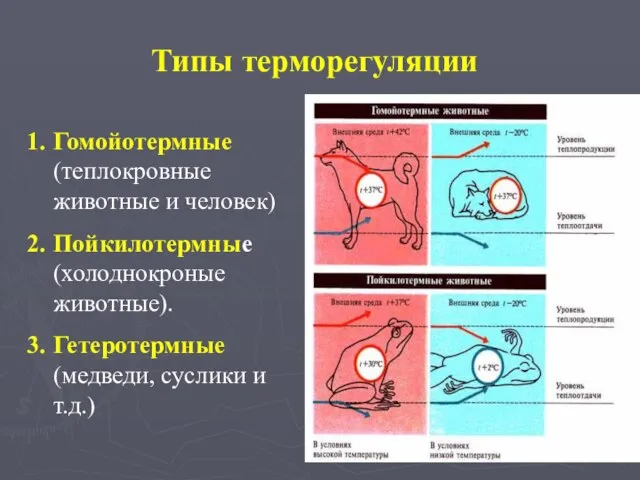 Гомойотермные (теплокровные животные и человек) Пойкилотермные (холоднокроные животные). Гетеротермные (медведи, суслики и т.д.) Типы терморегуляции